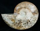 Huge Inch Choffaticeras Ammonite - Rare! #4126-1